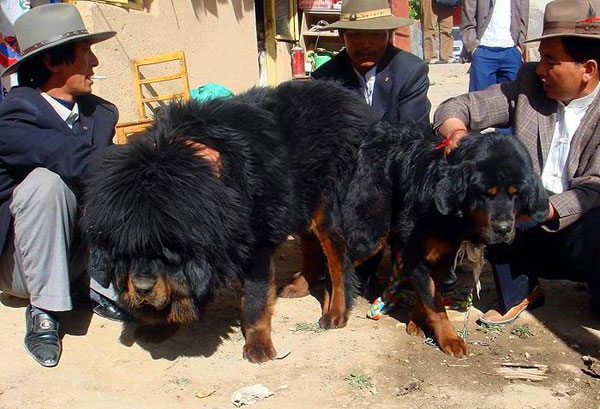 Mastiff Dogs Tibet Market